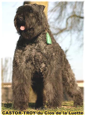 bouvier des flandres du clos de la luette - copyright déposé